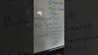 The Hierarchy of Organization in Biology