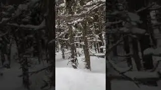 🐦 Birds Chirping in the snow! 😍 