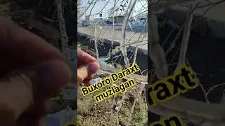 Birinchi qorga daraxtlar muzlabdi 