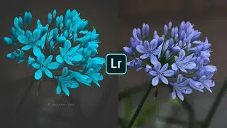♦️MOODY LIGHT BLUE EDITING USING LIGHTROOM