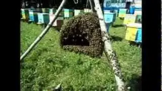 Пасека. Новая семья пчёл, рой.