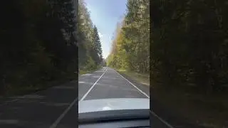 Видеорегистратор | лес