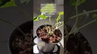 What does the Wasabi plant look like?