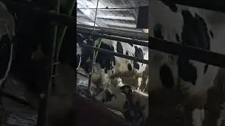 Окончание утренней дойки .