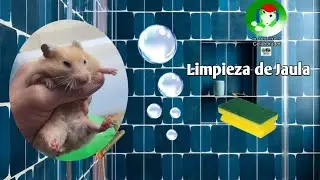 Acompañame A Limpiar La Jaula de Mí Hámster