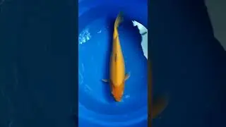 ikan koi banyak jenisnya 