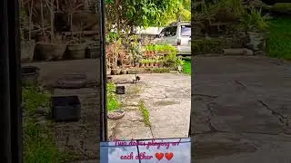 lovely doves playing with each other ♥️👍 Epic Laugh