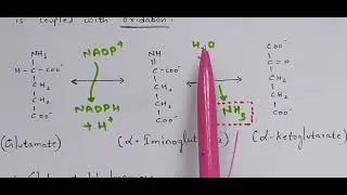 Ammonotelism | Excretion | Bio science