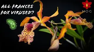 Should you throw away Orchid Plants that have Viruses? | An entire variety possibly virused 🦠