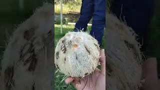 cara kupas kelapa ala orang arab