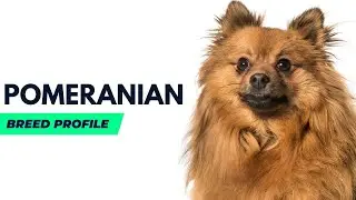 Pomeranian Breed History,Price and Traits | Pomeranian Dog Pros and Cons  