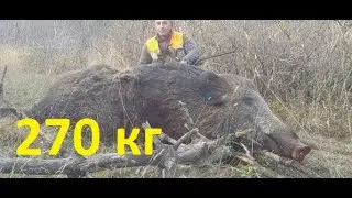 В Турции убили дикого кабана весом 270 кг. Большой 
