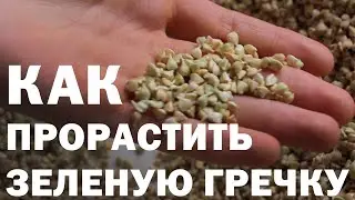 Как Правильно Прорастить Зеленую Гречку