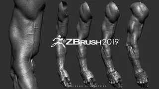 Arm Anatomy Zbrush