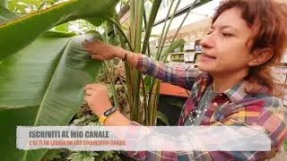 The giant Strelitzia nicolai