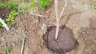 Прогулка по саду/#садогород
