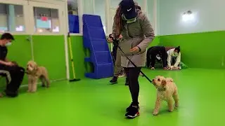 puppy class day 5: leash training fail