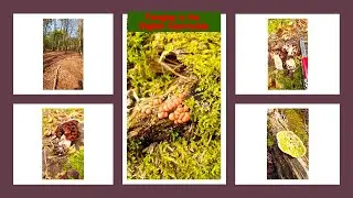 Found a toxic spring mushroom / Short foraging video / #englishcountryside #mushroomhunting