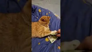 Очень жадный кот. Eine sehr gierige Katze . #schorts #schort #katze #geld #gierig