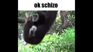 p has a schizo meltdown