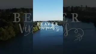 Harvest 2024! #beavervineyards