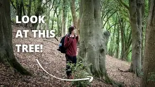 This tree is INCREDIBLE! - Woodland Photography