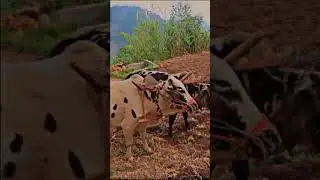 terrace farming#kpkbeauty #bull #catlette #villagelife
