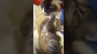 Кошечка прогибается перед мамой --Кошкой .