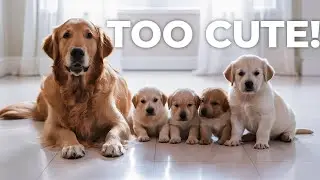 funny Animals.FunnyAnimals #LaughOutLoud #AnimalAntics