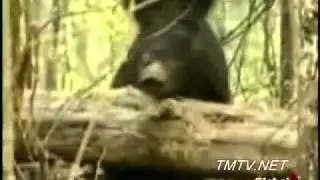 Feral pigs run rampant in Christina Lake BC - TMTV