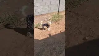 Puppy Kenji barking
