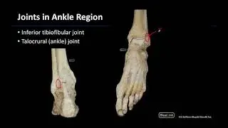 Joints - M1 Dissection Supplement