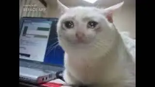 SINGING CAT, NO CAP