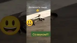 КОШКА И ЕË ДОЛЖНОСТЬ 😀