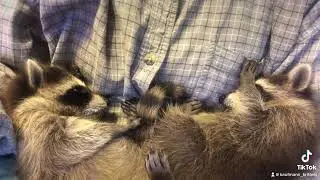Sleepy babies!