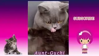 НОВЫЙ сборник ПРИКОЛОВ | Прикольное видео | Cмешные собаки и коты | New  FUNNY Cats and Dogs