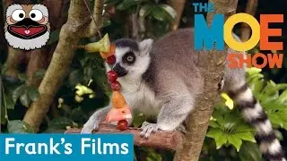 The Moe Show: Frank's Friends — Lemur