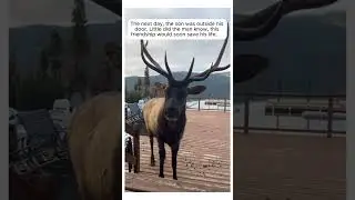 I had to repost this vid it’s so wholesome #animals #wholesome