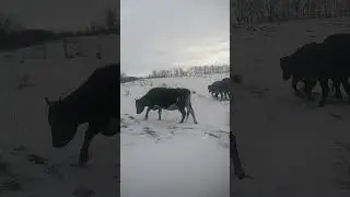 #cow SANTA CLAUS MERRY CHRISTMAS AND HAPPY NEW YEAR 2022 🎅