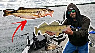These Magical Minnows CRUSH FISH!!