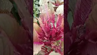 Velvet Flower 🌹#viral #trending #shortsvideo #shortvideo #viralvideo #funny #reels #trend