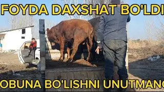 FOYDA ZO'R BO'LDI