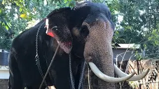 Kott Fest Tirur 2024 Elephants