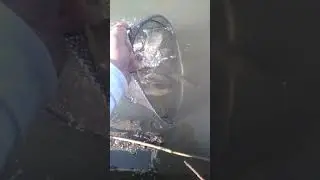 Карась клюет