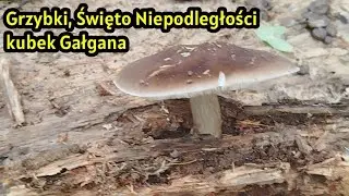 Grzybki, smażone opieńki, Święto Niepodległości🇵🇱 i  kubek @galgannium 🇵🇱