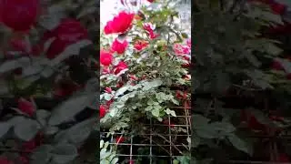 Море алых роз The sea of scarlet roses