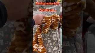 Farting Moose? Wait for the big one…