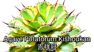 Agave Potatorum Kishoukan 吉祥冠