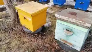 Облет пчёл. Весна