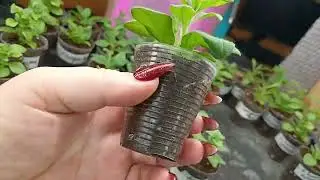 🌲Results of the outgoing year🌲Review of the rack on 12/28/2024🌲